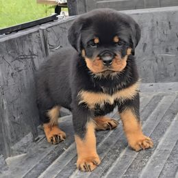 S litter female 1 - Black and mahogany female Rottweiler puppy in Holts Summit, Missouri from Hurleyhaus Rottweilers