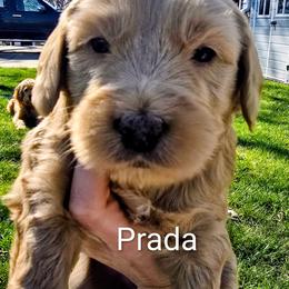 Prada - Apricot female Goldendoodle puppy in Red Oak, Iowa from Fisher Pups-Stay Golden with a Doodle