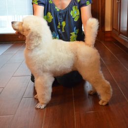 Poodle Puppies from D and D Standard Poodles