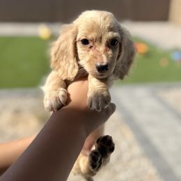 Leia - Cream female Dachshund puppy in Goodyear, Arizona from D&C Royal Dachshunds