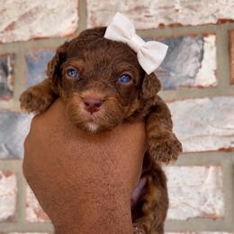 Milky Way - Tri-color female Bernedoodle puppy in Richmond, Texas from Harper’s Heartbeats