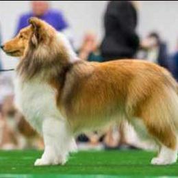 Dottie - Shetland Sheepdog