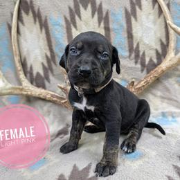 Light Pink - Black female Catahoula Leopard Dog puppy in Huntsville, Arkansas from ArkieHoulas