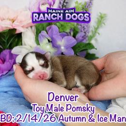 Denver - Red and white male Pomsky puppy in Humeston, Iowa from M.A.R. Dogs