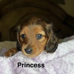 Princess - Red female Dachshund puppy in Rochester Hills, Michigan from Holiday Dachshunds