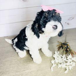 Sophia - Black and white female Cavapoo puppy in Nixa, Missouri from Davis Family Doodles
