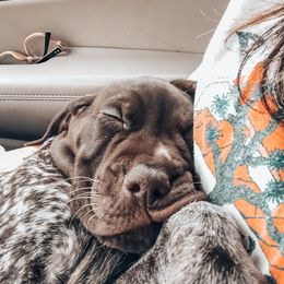 German Shorthaired Pointer Puppies from Southern Lands Kennels