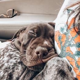 German Shorthaired Pointer Puppies from Southern Lands Kennels