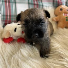 Mr. Blue - Cream brindle male Cairn Terrier puppy in Pottersville, Missouri from Cairn Terriers of Heatherridge,LLC