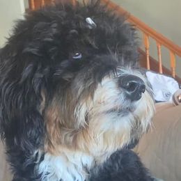 Bernedoodles, French Bulldogs, and Poodles from Lovely Poodles an’ Doodles