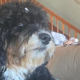 Bernedoodles, French Bulldogs, and Poodles from Lovely Poodles an’ Doodles