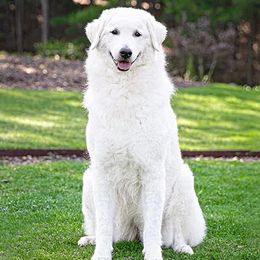Bailey - Kuvasz