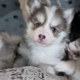 Gusty - Micro Male Blue Eyes - Blue male Pomsky puppy in Hurleyville, New York from My Crazy Pomskys