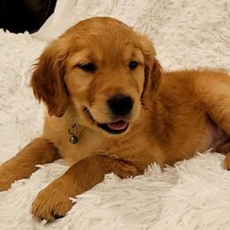 Max - Golden male Golden Retriever puppy in Milton Freewater, Oregon from Lilac Acres