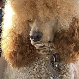 Cher - Poodle