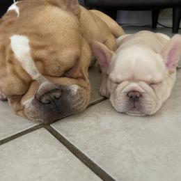 French Bulldog Puppies from MaFrenchiesBadandBoujee