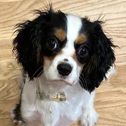 Bella - Cavalier King Charles Spaniel