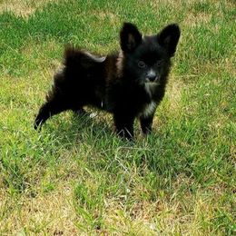Companion Cross, Papillon, and Pomeranian Puppies from Lovely Ladies and Little Asses Miniature Equines (L3A Pomeranians & Papillons)
