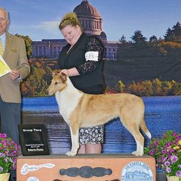 Collie and Shetland Sheepdog All Grown Up from Zandria Collies and Shetland Sheepdogs