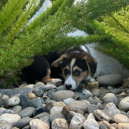 Peter Pan - Black and tan male Pembroke Welsh Corgi puppy in Vacaville, California from Hope_4thebay_Corgis