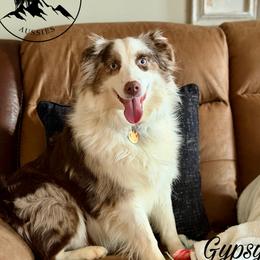 Gypsy - Miniature Australian Shepherd