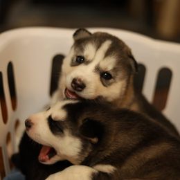 Siberian Husky Puppies from East Inn Huskies