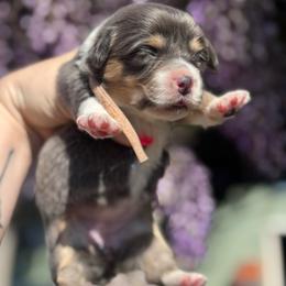 Coral (pink) - Blue female Pembroke Welsh Corgi puppy in East Oakdale, California from Rhettro Kennels