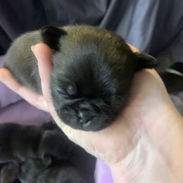 Pug Puppies from The Grumble Pack