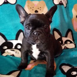 English Bulldog and French Bulldog Puppies from Clever Bulldogs