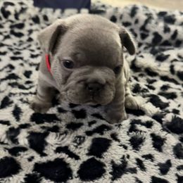 Red collar girl - Blue female French Bulldog puppy in Winchester, Tennessee from Franklin Heights Frenchies