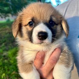 Pembroke Welsh Corgi Puppies from Delaney’s Corgis