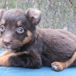 Cayenne - Red tri-color female Australian Shepherd puppy in Macon, Georgia from Shaina’s Shepherds