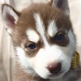 Sienna - Red and white female Siberian Husky puppy in Atlanta, Georgia from Lobban Huskies