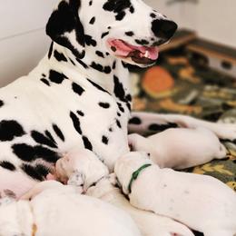 Dalmatian Puppies from Spotted Way Dalmatians