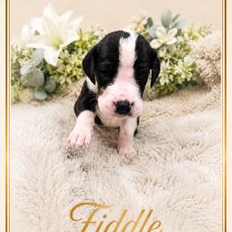 Fiddle - Mantle merle male Great Dane puppy in Liberty, New York from Catskills Greatest Danes