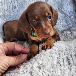 Aniyah dk green - Chocolate and tan female Dachshund puppy in Dunnellon, Florida from Southern Class with Sass Doxies