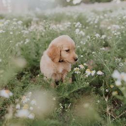 Golden Retriever Puppies from Rocky Mountain Field Goldens