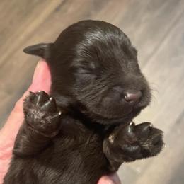 Rigatoni - Liver male Miniature Schnauzer puppy in Interlachen, Florida from Pam's Schnauzers
