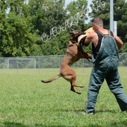 Flare - Belgian Malinois