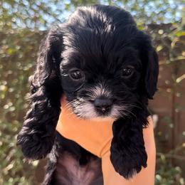 Beau - Black and white male Cavapoo puppy in Gilbert, Arizona from Desert Willow Cavapoos