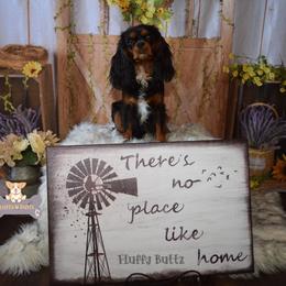Chanel - Cavalier King Charles Spaniel