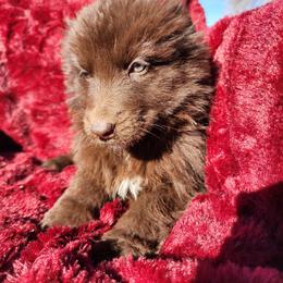 Fudge - Liver female German Shepherd puppy in Los Lunas, New Mexico from Mali's German Shepherds LLC