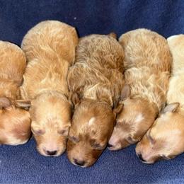 Surfer - Red  male Poodle puppy in Wharton, Texas from In the Red Poodles