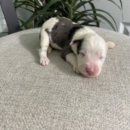 Max - Blue merle male Bernedoodle puppy in Holtwood, Pennsylvania from Country Ridge Puppies