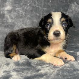 Girl 1 - Black tri female Toy Australian Shepherd puppy in Alabama from SBA Aussies