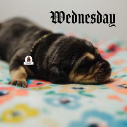 Wednesday - Black and tan female Bloodhound puppy in Wamego, Kansas from Flint Hills Hounds