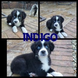 Boy 3 - Black tri-color Australian Shepherd puppy in London, Kentucky from Stormy Creek Aussies