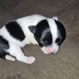 Dice - Black and white male Chihuahua puppy in Springfield, Missouri from Casadelopez Tails