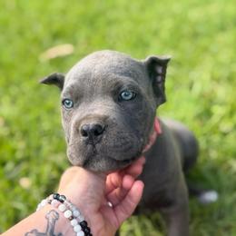 Pink collar - Gray female Cane Corso puppy in Opelousas, Louisiana from Azelees Cane Corso