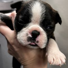 Bootsie's black brindle boy 2 - Black brindle and white male Boston Terrier puppy in Yakima, Washington from Barnett’s AKC Boston Terriers